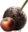 Apple Rooting Ball