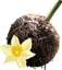 Daffodil Rooting Ball