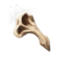 Otter Bone