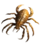 Scorpion Carapace