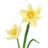 Daffodil