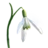 Wilted Snowdrop