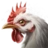 Adult Chicken