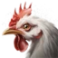 Adult Chicken