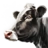 Adult Cow