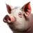 Adult Pig