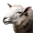 Adult Sheep