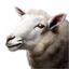 Adult Sheep