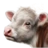 Baby Cow