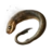 Lamprey