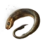 Lamprey