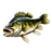 Largemouth Bass