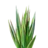 Agave