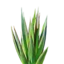 Agave