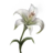 Grave Lily