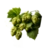 Humulus Lupulus