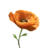 Poppy