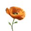 Poppy