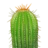 Saguaro Cactus