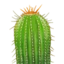 Saguaro Cactus