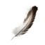 Ashearis' Feather