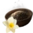 Daffodil Seed