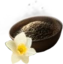 Daffodil Seed