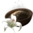 Grave Lily Seed