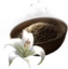 Grave Lily Seed