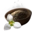 Snowdrop Seed